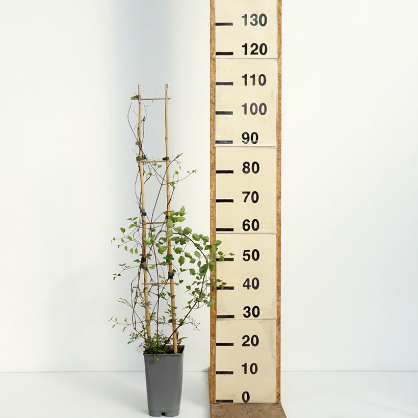 Amostra de Clematis texensis Notre Vaso de 3 L/4 L tal como entregue na primavera