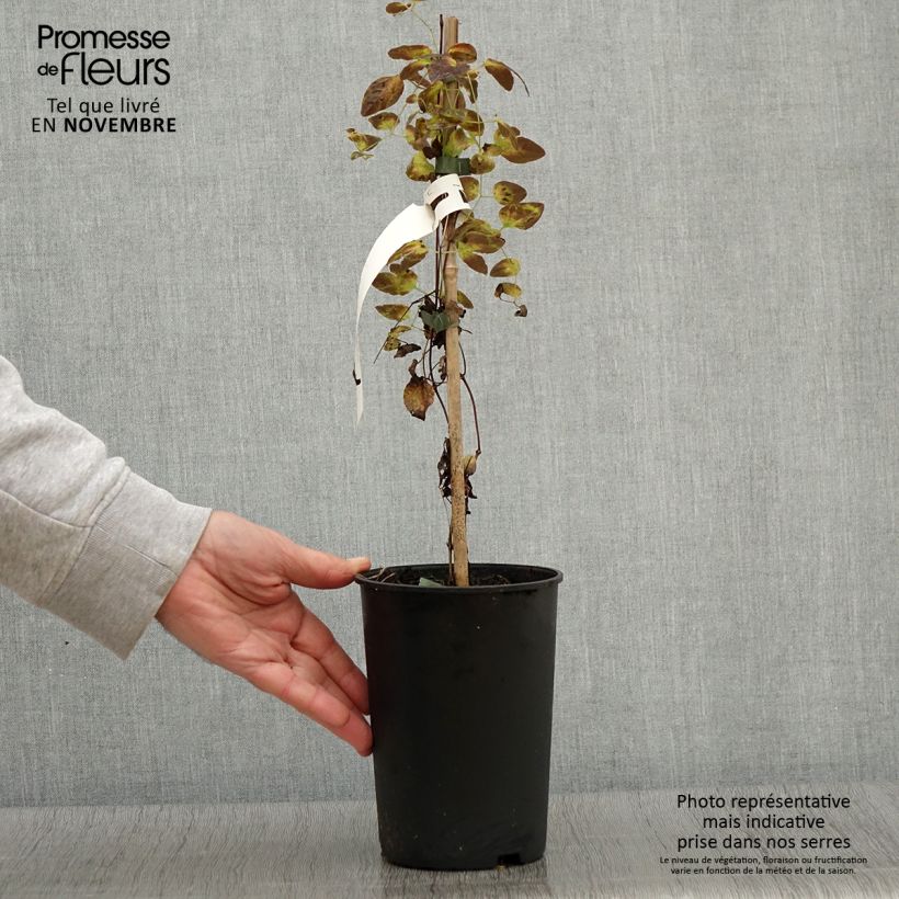 Amostra de Clematis texensis Odoriba Vaso de 2 L/3 L tal como entregue no outono