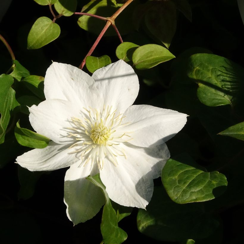 Clematis The Bride (Floração)