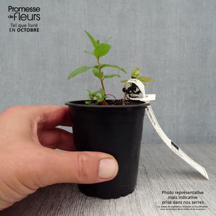 Amostra de Clematis The President Vaso de 8/9 cm tal como entregue no outono