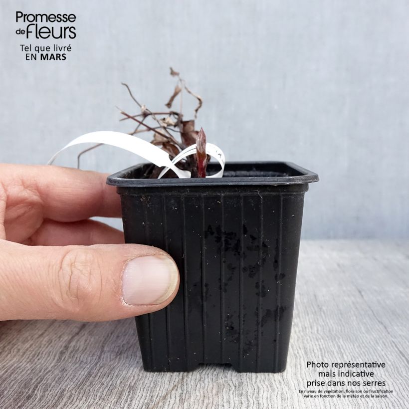 Amostra de Clematis The President Vaso de 8/9 cm tal como entregue na primavera