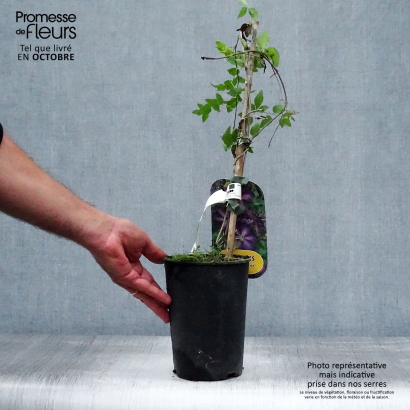Amostra de Clematis The Vagabond Vaso de 2 L/3 L tal como entregue no outono