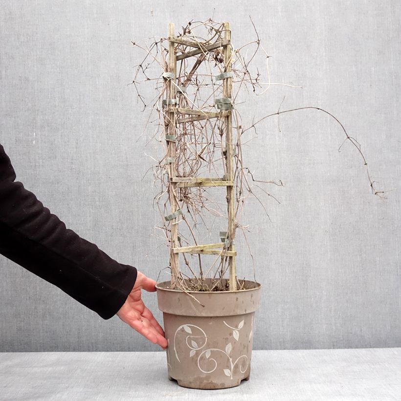 Amostra de Clématite - Clematis Three Sisters tricolore Pot de 6L/7L tal como entregue no inverno