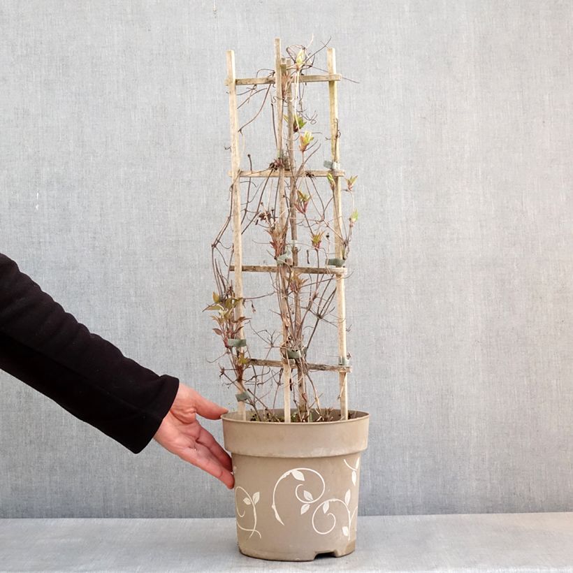 Amostra de Clematis Mix Tricolor Vaso de 6 L/7 L tal como entregue na primavera