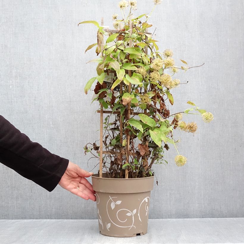 Amostra de Clematis Mix Blue Vaso de 6 L/7 L tal como entregue no outono