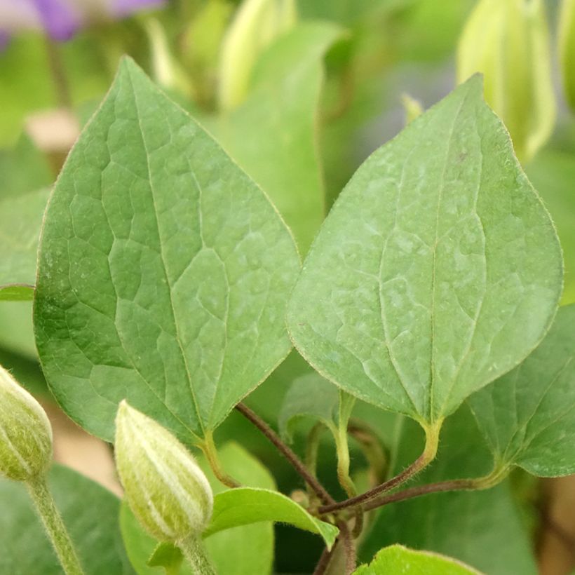 Clematis Mix Blue (Folhagem)