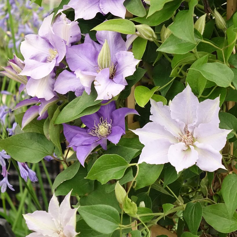 Clematis Mix Blue (Floração)