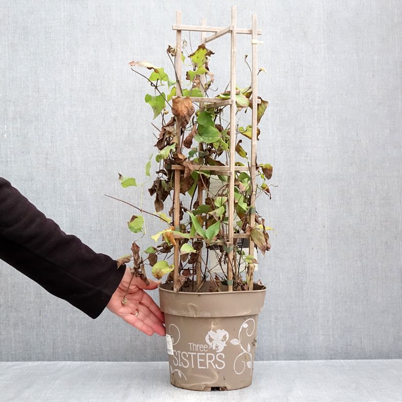 Amostra de Clematis Mix Vaso de 6 L/7 L tal como entregue no outono