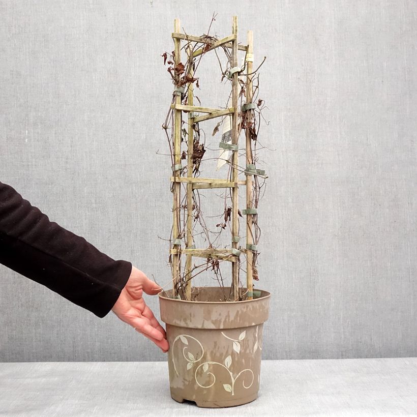 Amostra de Clématite - Clematis Three Sisters trio rose Pot de 6L/7L tal como entregue no inverno