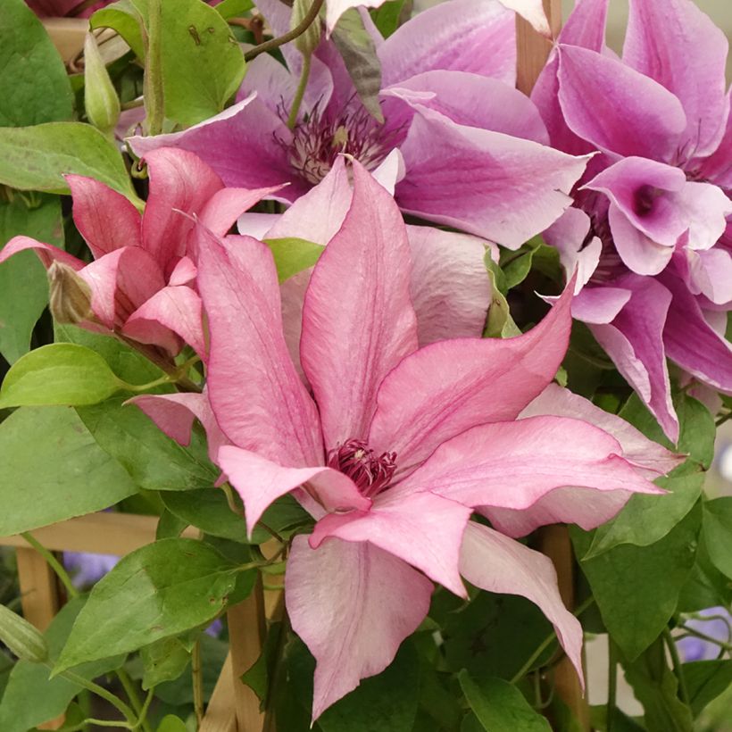 Clematis Mix (Floração)