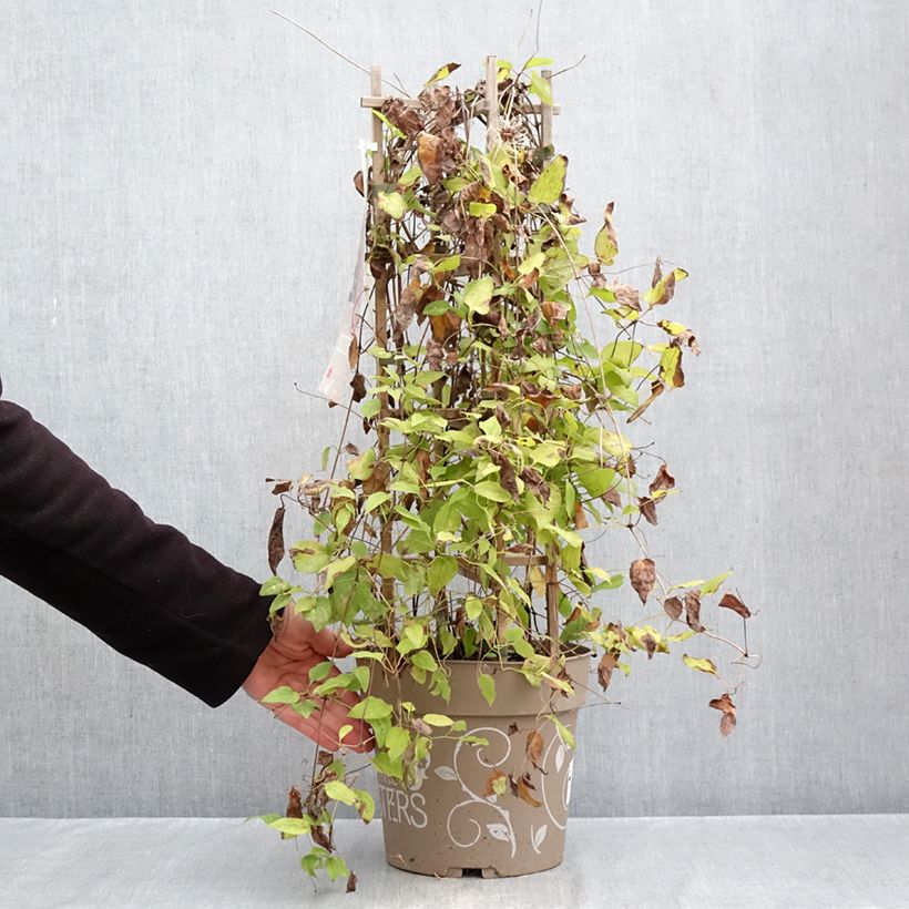 Amostra de Clematis Mix Red Vaso de 6 L/7 L tal como entregue no outono