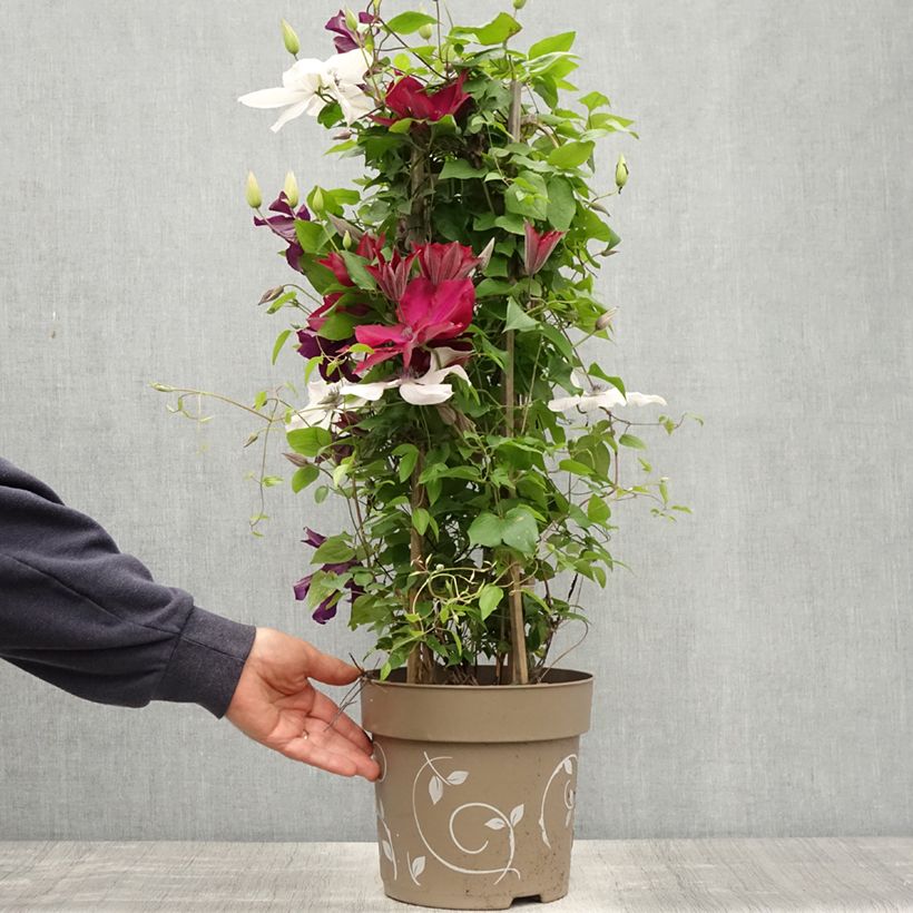Amostra de Clématite - Clematis Three Sisters trio rouge Pot de 6L/7L tal como entregue na primavera