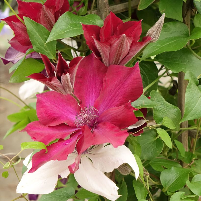Clematis Mix Red (Floração)