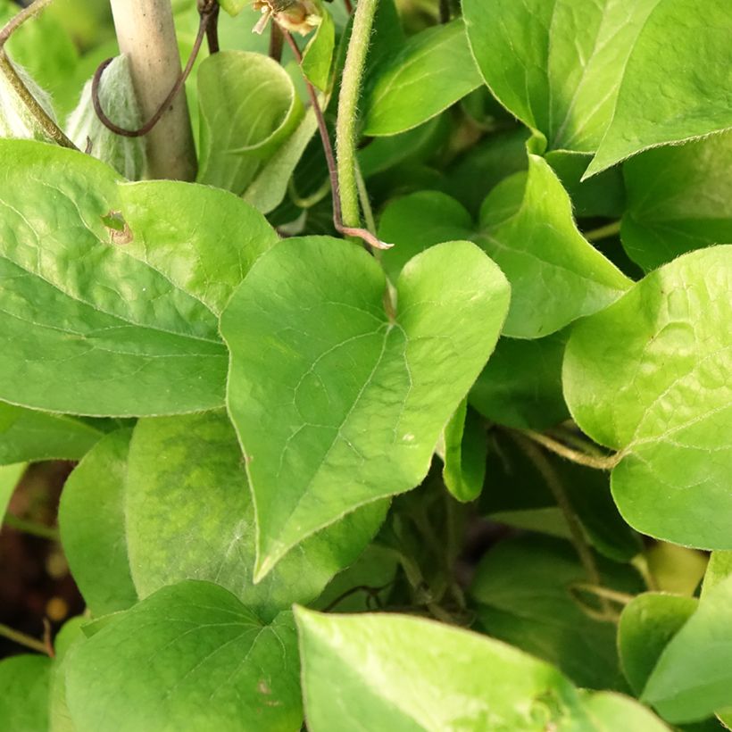 Clematis Thyrislund (Folhagem)