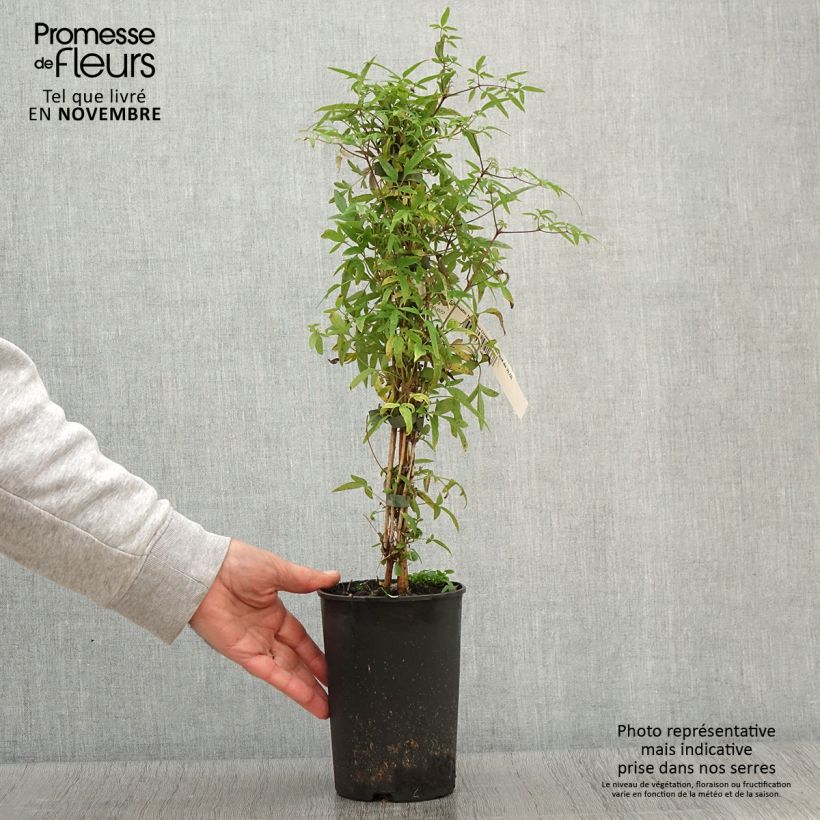 Amostra de Clematis tibetana var. vernayi Orange Peel Vaso de 2 L/3 L tal como entregue no outono