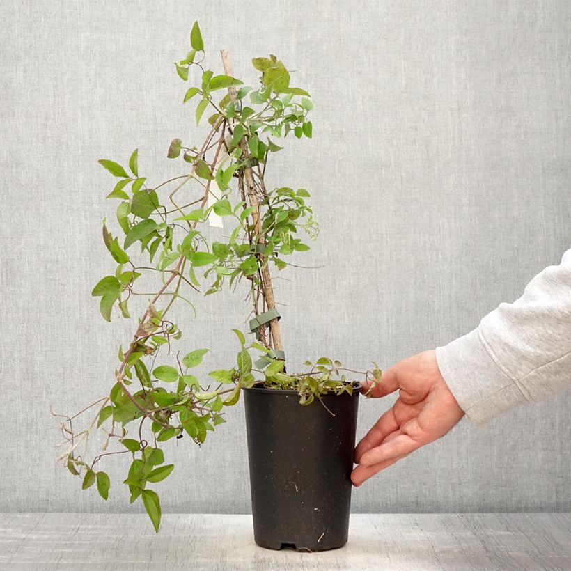 Amostra de Clématite - Clematis Trikatrei Vaso de 2 L/3 L tal como entregue na primavera