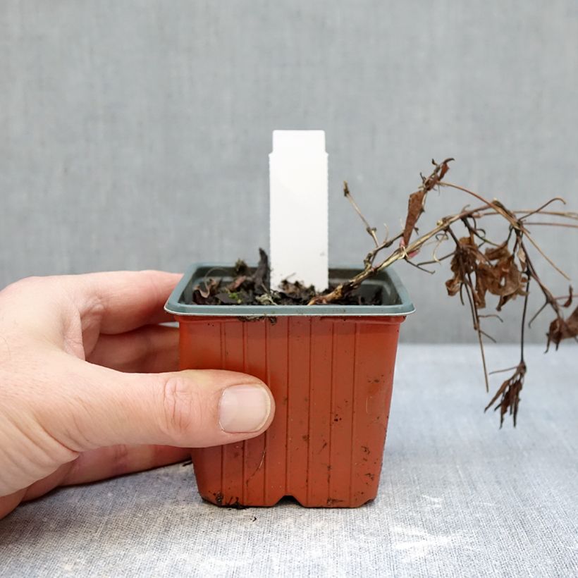 Amostra de Clematis Tumaini Vaso de 8/9 cm tal como entregue no inverno