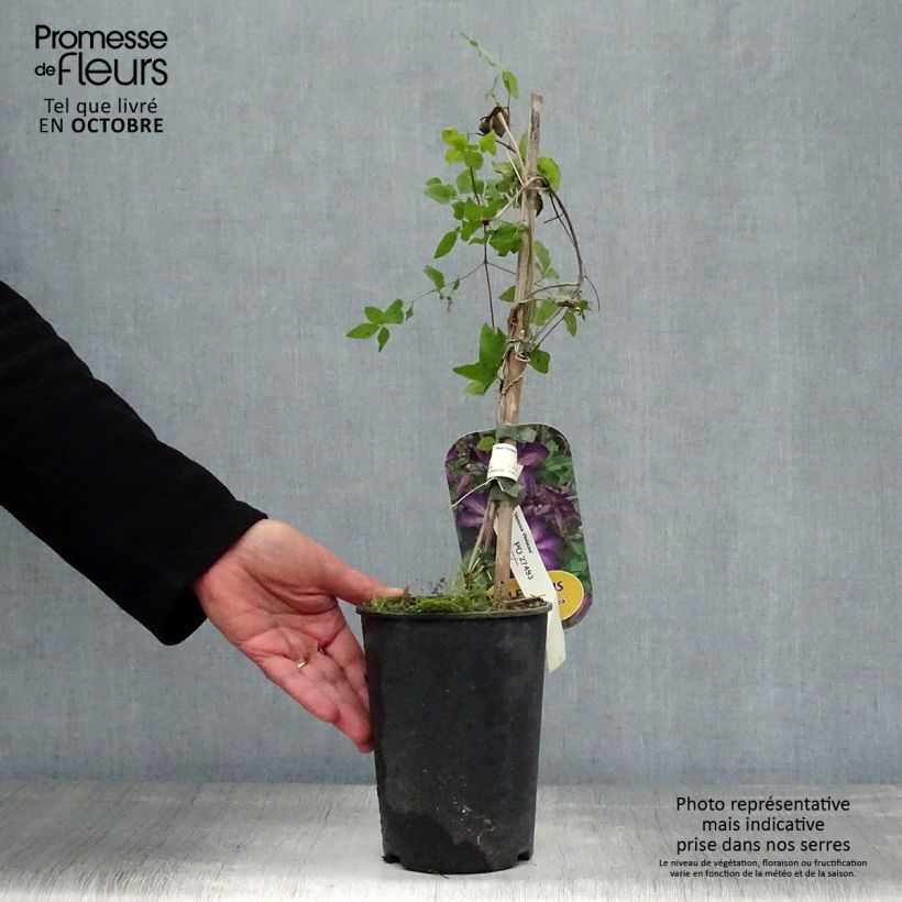 Amostra de Clematis Venosa Violacea Vaso de 2 L/3 L tal como entregue no outono