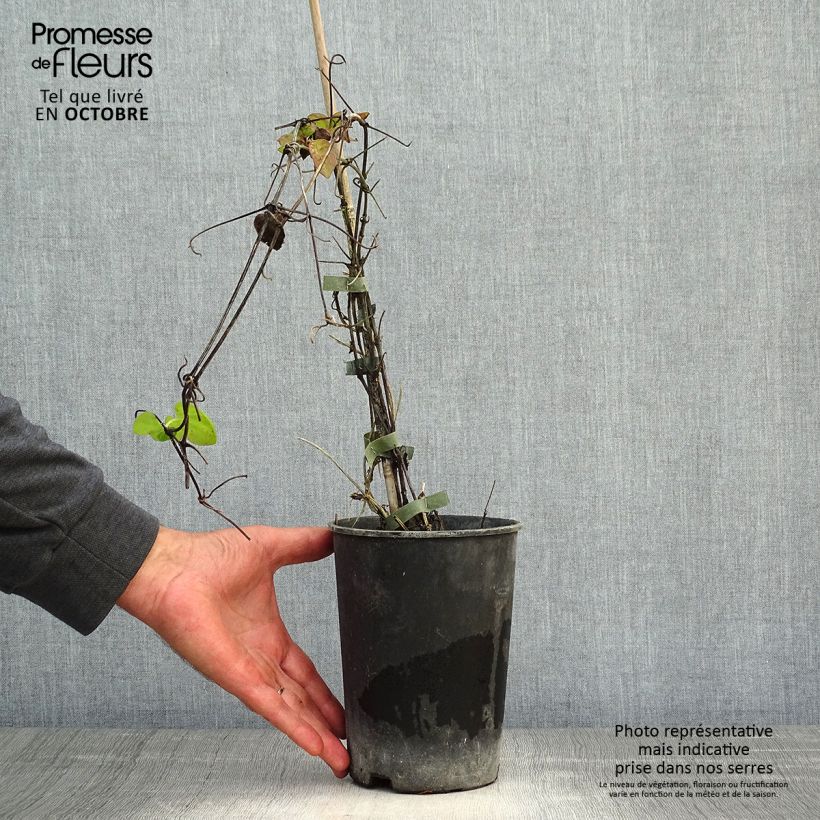 Amostra de Clematis Veronica's Choice Vaso de 2 L/3 L tal como entregue no outono
