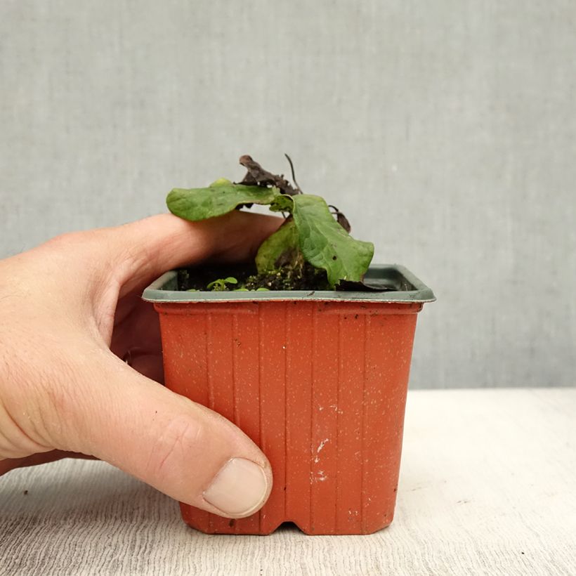 Amostra de Clematis Ville de Lyon Vaso de 8/9 cm tal como entregue no outono