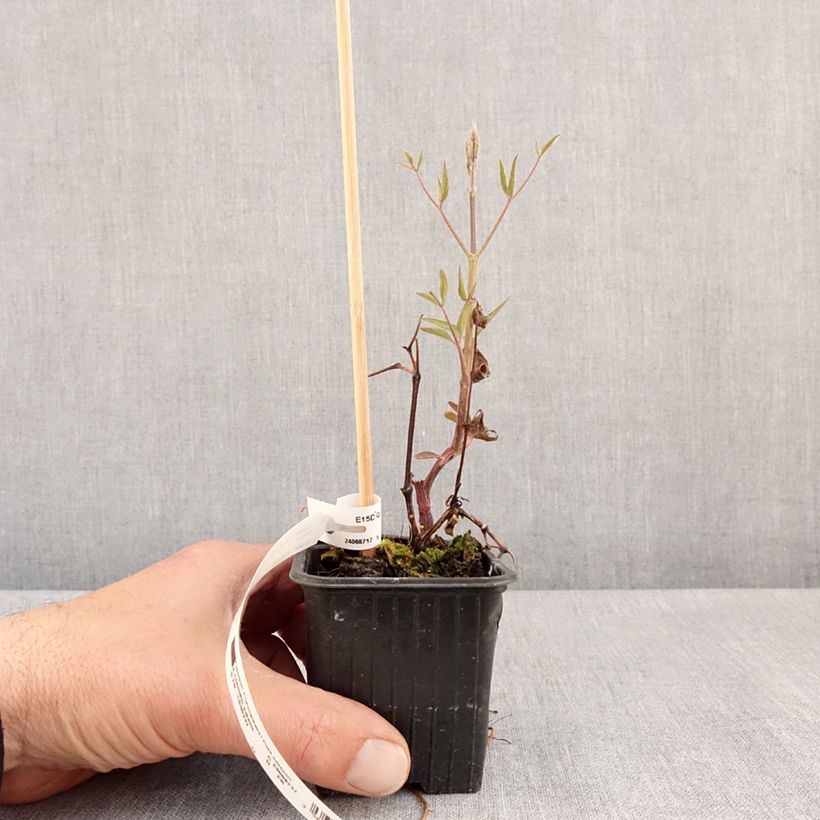 Amostra de Clematis Ville de Lyon Vaso de 8/9 cm tal como entregue na primavera