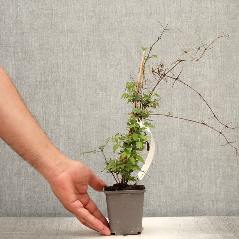 Amostra de Clematis vitalba - clematite dos sebes Vaso de 8/9 cm tal como entregue no verão