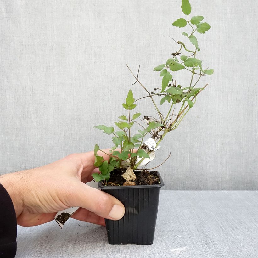 Amostra de Clematis vitalba - clematite dos sebes Vaso de 8/9 cm tal como entregue no outono