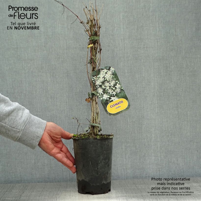 Amostra de Clematis vitalba - clematite dos sebes Vaso de 2 L/3 L tal como entregue no outono