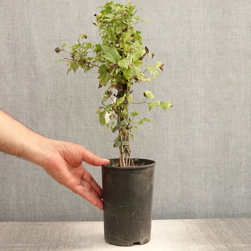 Amostra de Clematis vitalba - clematite dos sebes Vaso de 2 L/3 L tal como entregue no verão