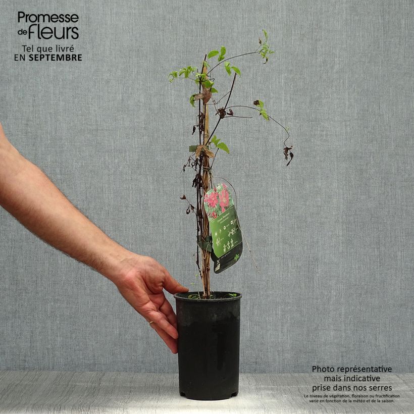 Amostra de Clematis viticella Abundance Vaso de 2 L/3 L tal como entregue no outono
