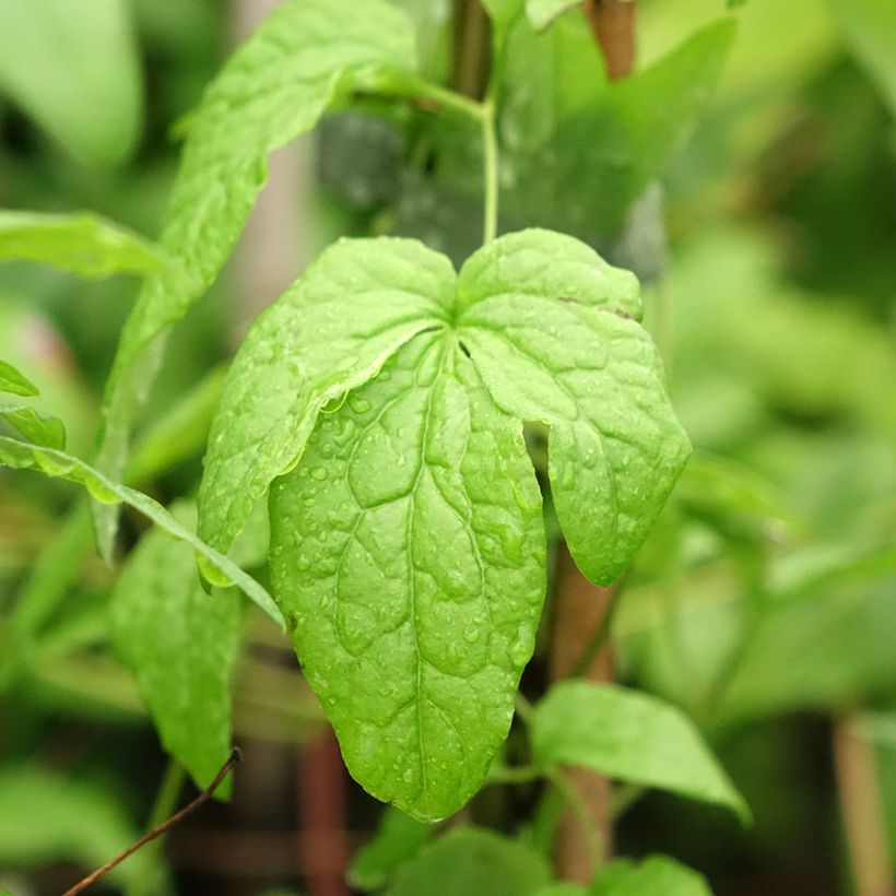 Clematis viticella Abundance (Folhagem)