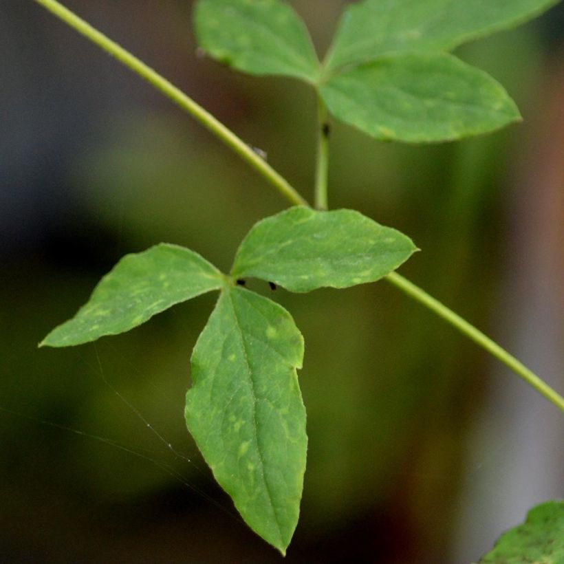 Clematis viticella Alba Luxurians (Folhagem)