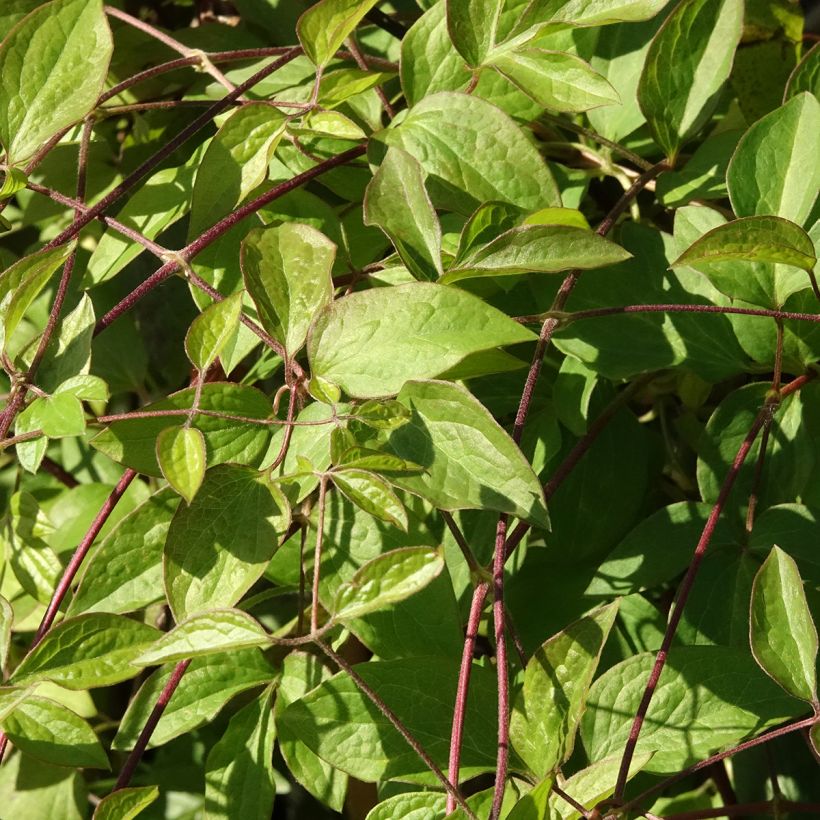 Clematite Aotearoa (Folhagem)