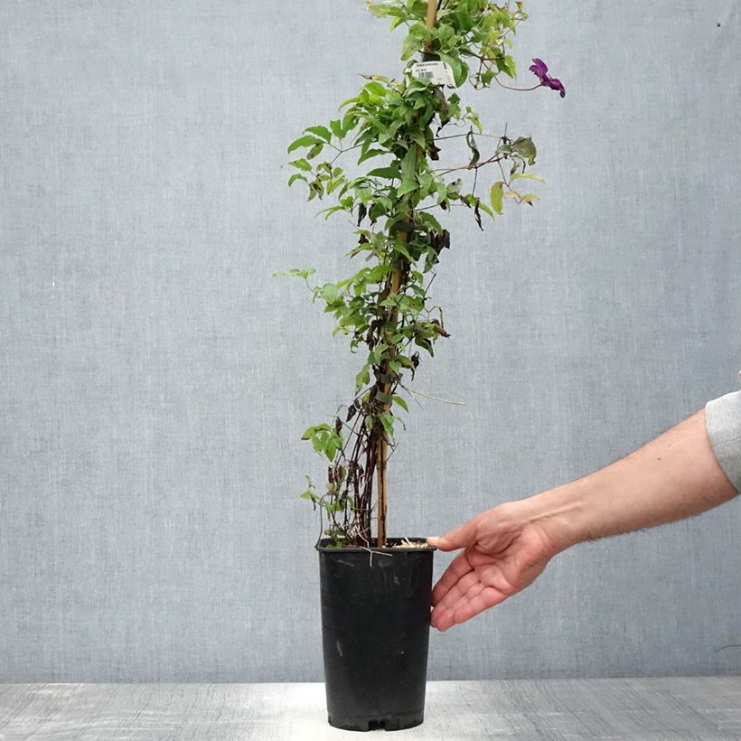 Amostra de Clematite Aotearoa Vaso de 2 L/3 L tal como entregue no verão
