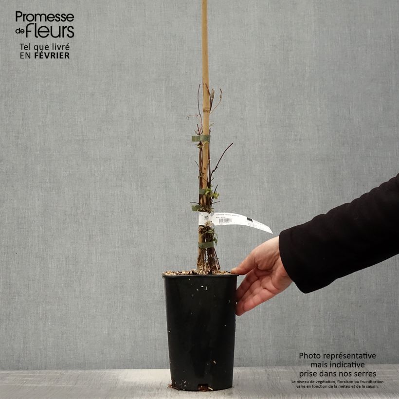 Amostra de Clématite - Clematis viticella Aotearoa Pot de 2L/3L tal como entregue no inverno