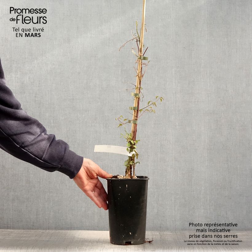 Amostra de Clematite Aotearoa Vaso de 2 L/3 L tal como entregue na primavera