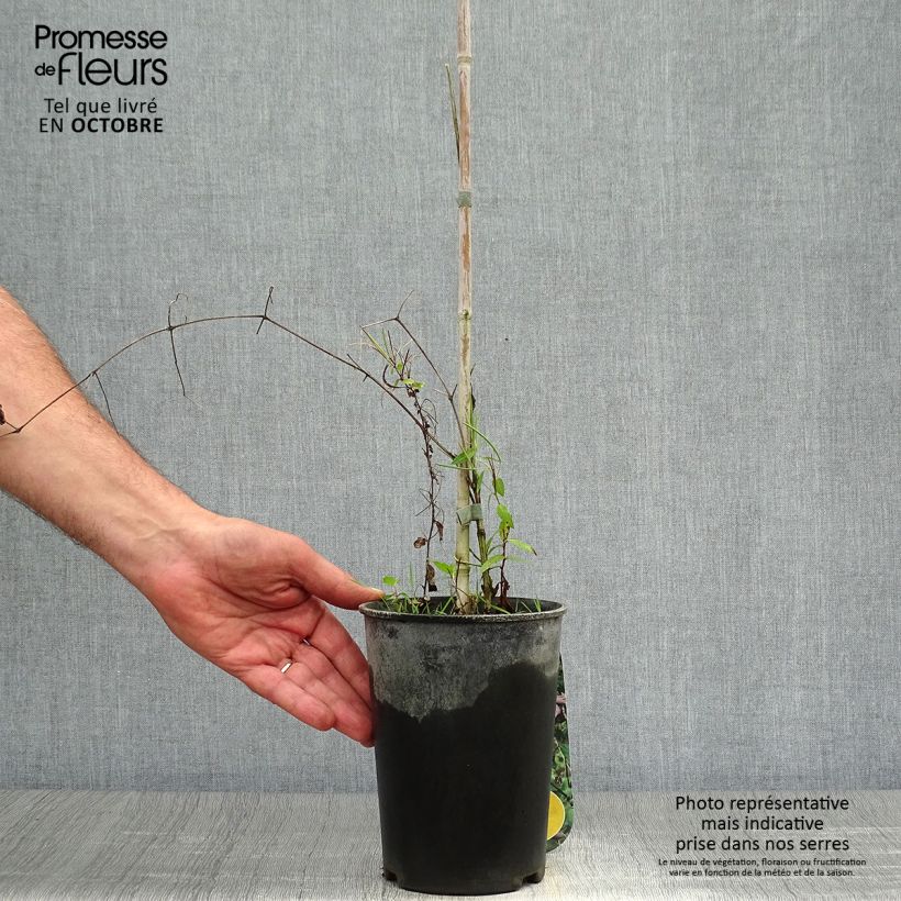 Amostra de Clematis viticella Black Prince Vaso de 2 L/3 L tal como entregue no outono