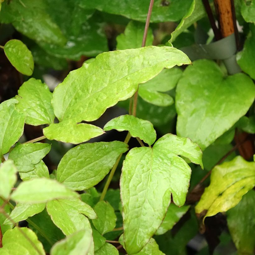 Clematis viticella Black Prince (Folhagem)