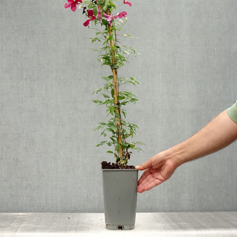 Amostra de Clematis viticella Burning Love Vaso de 2 L/3 L tal como entregue no verão