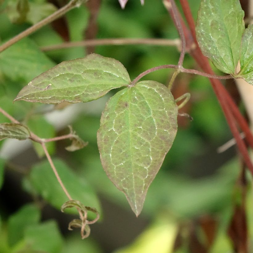 Clematis viticella Burning Love (Folhagem)
