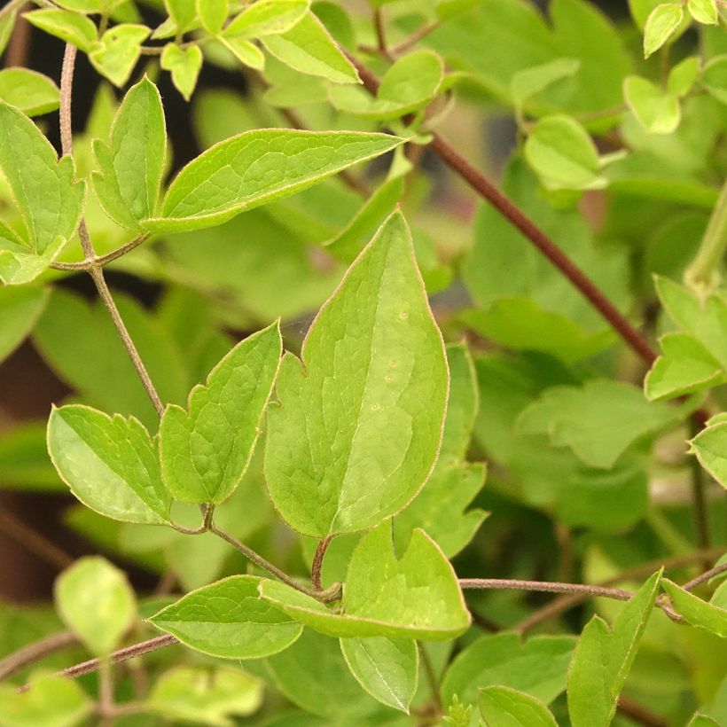 Clematis Caerulea Luxurians (Folhagem)