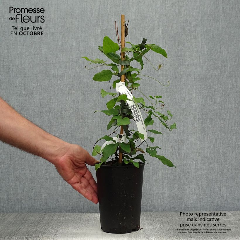 Amostra de Clematis viticella Etoile Violette Vaso de 2 L/3 L tal como entregue no outono