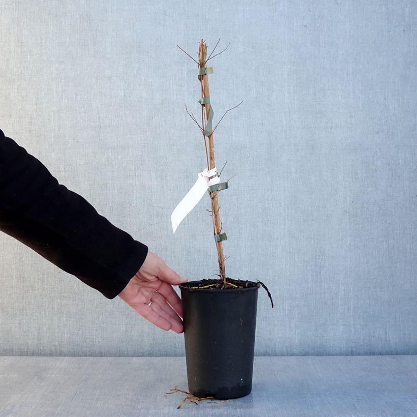 Amostra de Clematis Glorious Day Vaso de 1,5 L/2 L tal como entregue no inverno