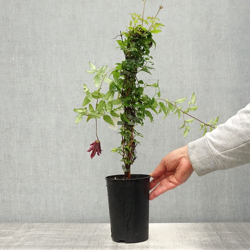 Amostra de Clematis Glorious Day Vaso de 1,5 L/2 L tal como entregue na primavera