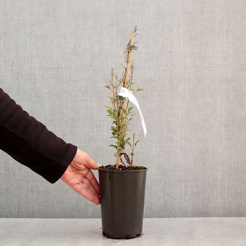 Amostra de Clématite - Clematis viticella Glorious Red Vaso de 1,5 L/2 L tal como entregue na primavera