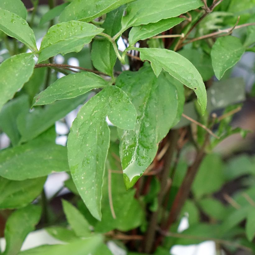 Clematis Glorious Surprise (Folhagem)