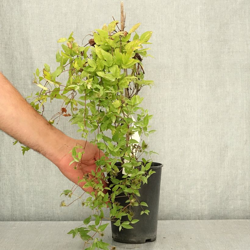 Amostra de Clematis Glorious Surprise Vaso de 2 L/3 L tal como entregue no verão