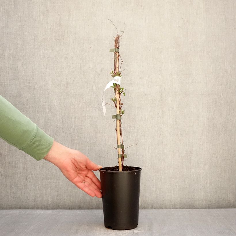 Amostra de Clematis Glorious Surprise Vaso de 2 L/3 L tal como entregue no inverno