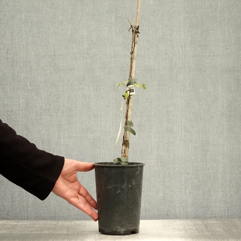 Amostra de Clematis viticella I am Lady J Vaso de 2 L/3 L tal como entregue no outono