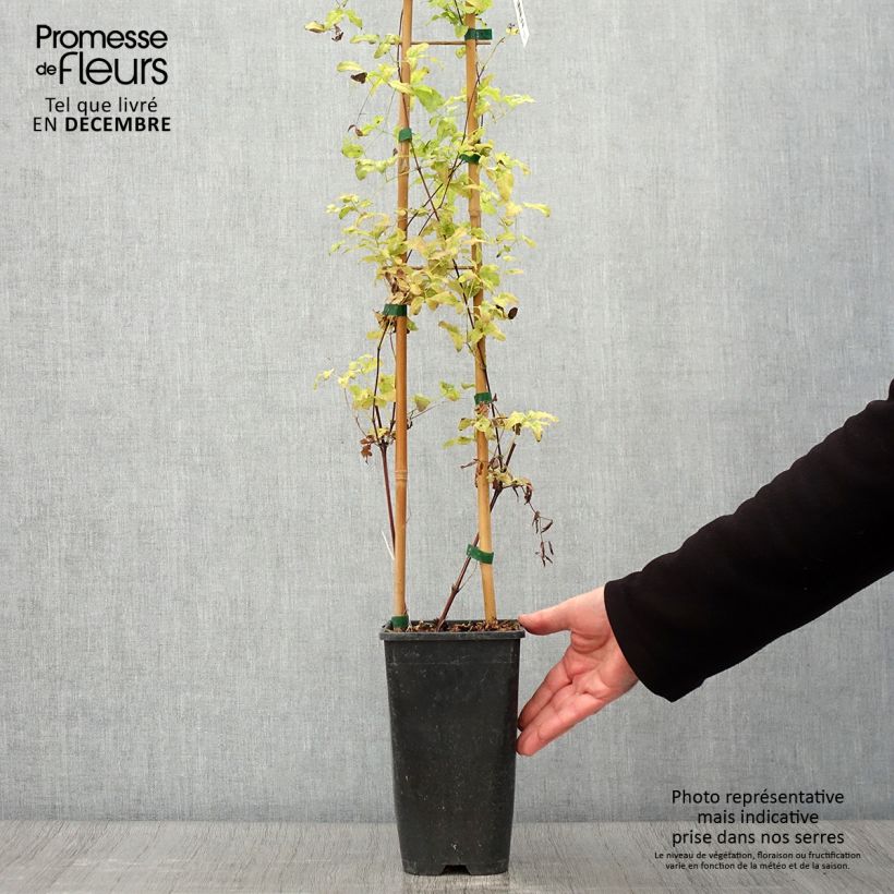 Amostra de Clematis viticella Krakowiak Vaso de 3 L/4 L tal como entregue no outono